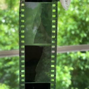 Developing Film with Plants