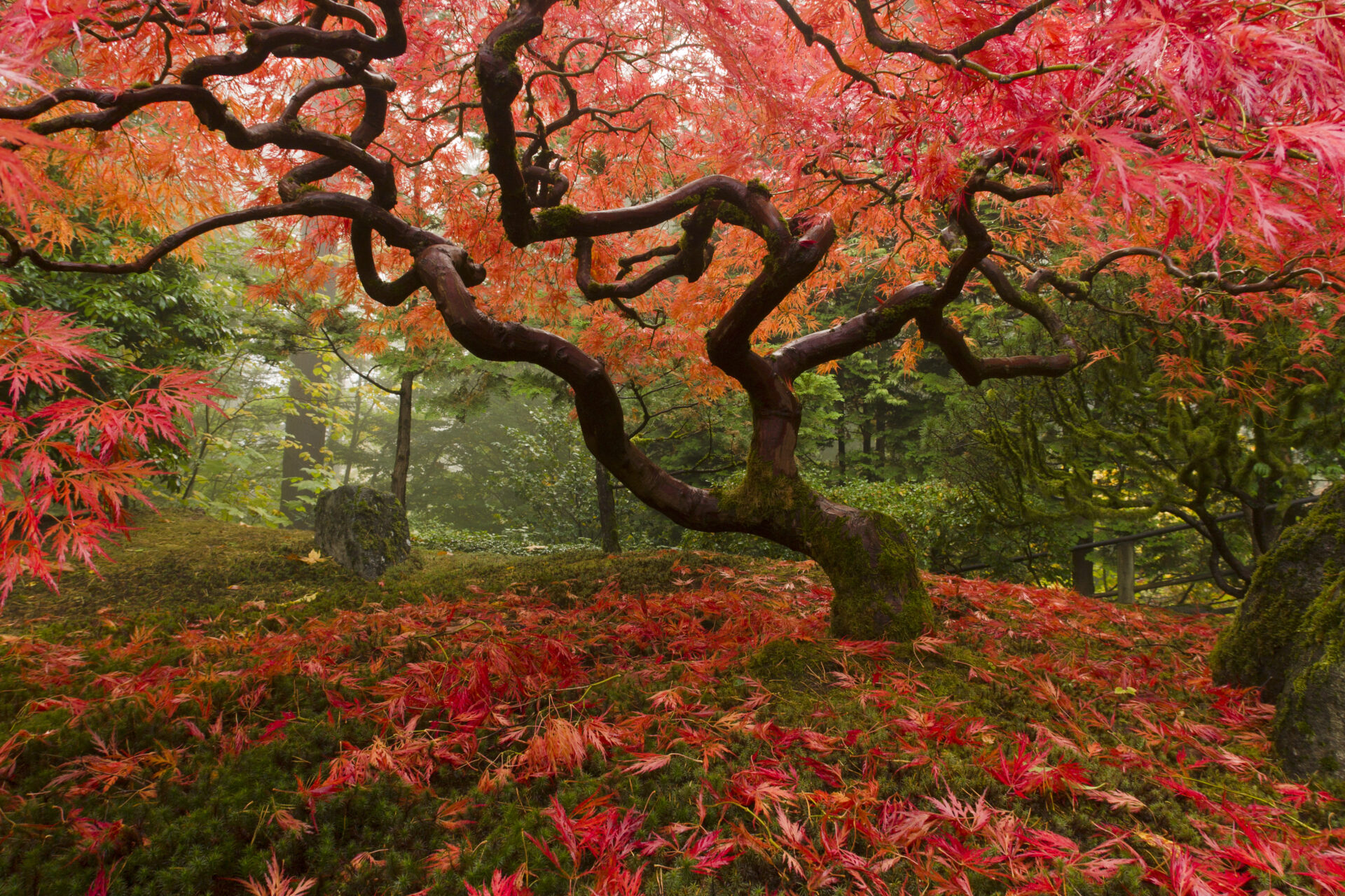 A Japanese maple showing it's fall colors.  Leaves cover a mossy floor.